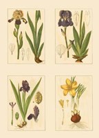 Miniature Botanicals III Fine Art Print