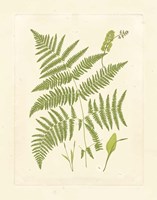 Ferns with Platemark I Framed Print