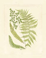 Ferns with Platemark III Framed Print