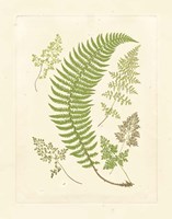 Ferns with Platemark IV Framed Print