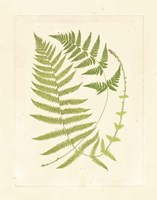 Ferns with Platemark V Framed Print