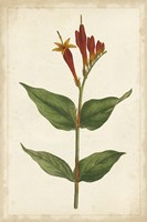 Vibrant Curtis Botanicals III Framed Print