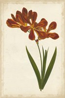 Vibrant Curtis Botanicals VI Framed Print