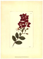 Red Curtis Botanical II Framed Print