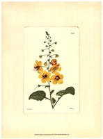 Yellow Curtis Botanical II Fine Art Print
