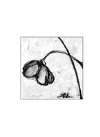 Mini Swooning Tulips II (NA) Fine Art Print