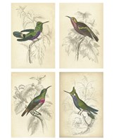 Jardini Hummingbirds Fine Art Print