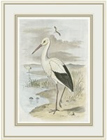 White Stork Framed Print