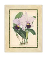 Orchid IV Giclee