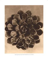 Sepia Botany Study II Framed Print