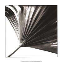 Black and White Palm II Framed Print