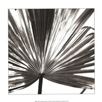 Black and White Palm III Framed Print