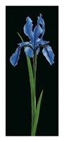 Iris Fine Art Print