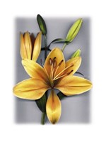 Yellow Lily Fine Art Print