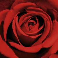 Red Rose Fine Art Print