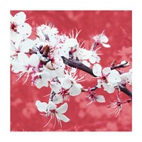 Blossom in Pink Framed Print