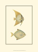 Antique Tropical Fish III Fine Art Print