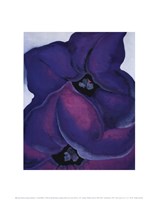 Purple Petunias, 1925 Framed Print