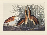 Least Bittern Fine Art Print