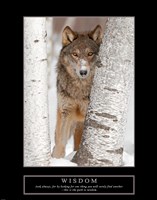 Wisdom - Gray Wolf Framed Print