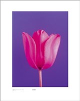 Tulip, Magenta On Deep Purple Fine Art Print