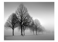 black and white tree photography