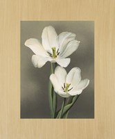 Tulipani Fine Art Print