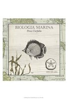Biologia Marina I Framed Print