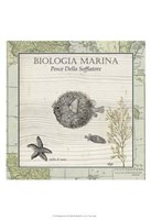 Biologia Marina II Framed Print