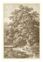 Sepia Oak Tree Giclee