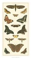 Butterfly Panel II Giclee