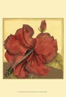 Cropped Sophisticated Hibiscus III Fine Art Print