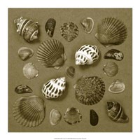 Shell Collector Series V Fine Art Print