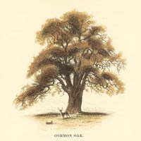 Common Oak Framed Print