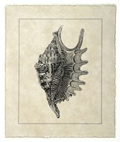 Vintage Shell III Fine Art Print