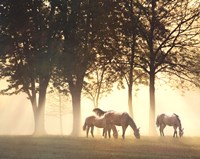 Horses in the Mist Fine Art Print