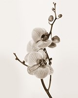 Orchids in Sepia Tones Fine Art Print