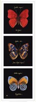 Primary Butterfly Panel I Fine Art Print