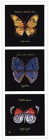 Primary Butterfly Panel II Fine Art Print