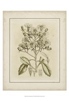 Small Tinted Botanical I (P) Fine Art Print