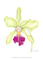 Small Orchid Beauty III (U) Fine Art Print