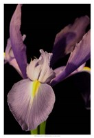 Small Sweet Iris I (U) Fine Art Print