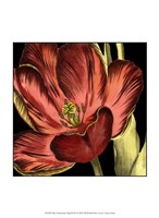 Mini Transitional Tulip III Fine Art Print