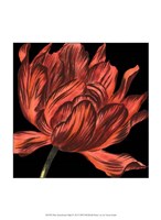 Mini Transitional Tulip IV Fine Art Print