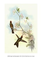 Single Gould Hummingbird (IP) I Fine Art Print
