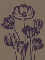 Tulip 14 Fine Art Print