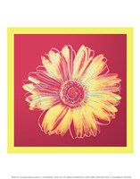 Daisy, c.1982 (fuchsia & yellow) Fine Art Print