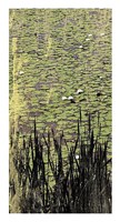 Lily Pond I Fine Art Print