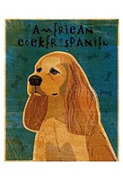 American Cocker Spaniel (buff) Framed Print
