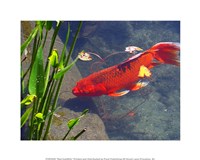 Red Goldfish Framed Print
